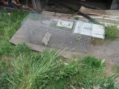 feral cat live trap set near feeding area