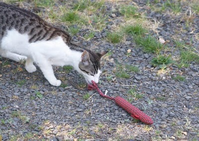 Mort the cat investigates a hand made cat toy