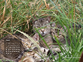 Mother Kittens Free August Wallpaper Desktop Calendar.. click the image, then right click and Save As Desktop Background