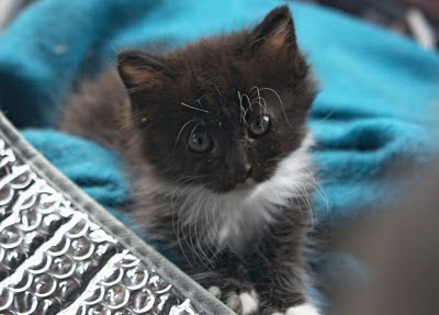 Little Wishe the fuzzy feral kitten, saved from the feral life - we hope