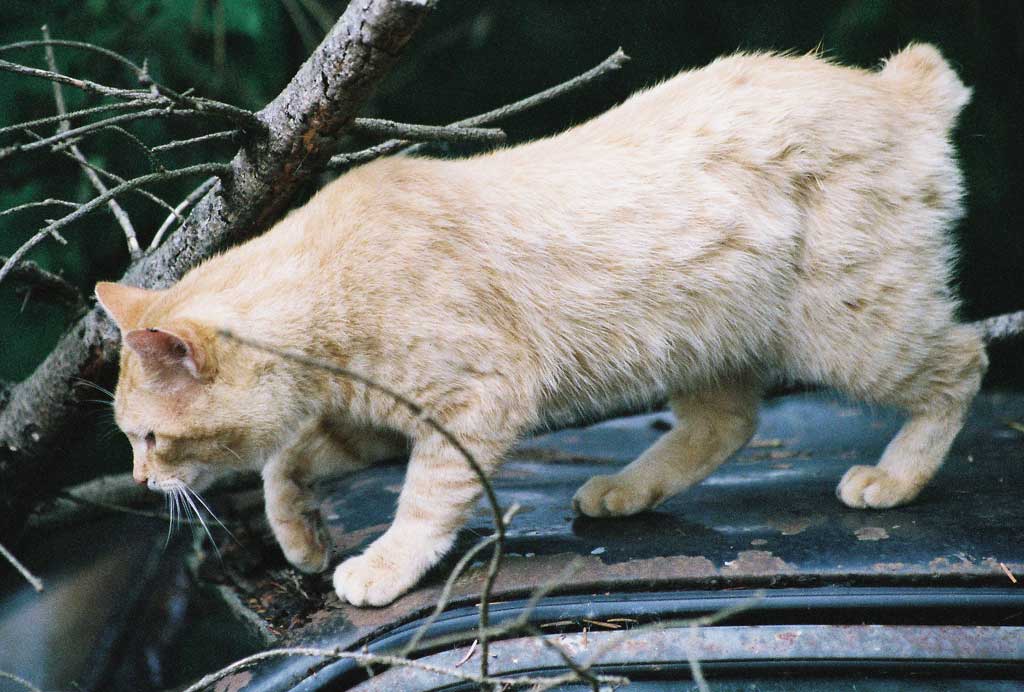 The Feral Life Compassion Cats Bobtail