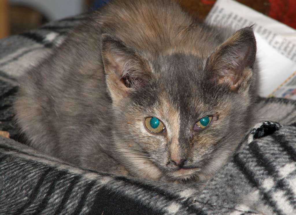 The Feral Life Compassion Cats Muted Tortie Trouble, Kitten