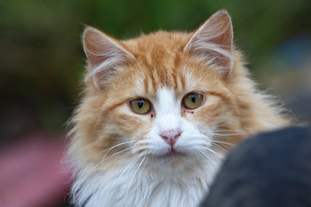 fluffy orange tomcat, a feral cat closeup portrait