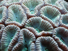 Favia Moon Coral