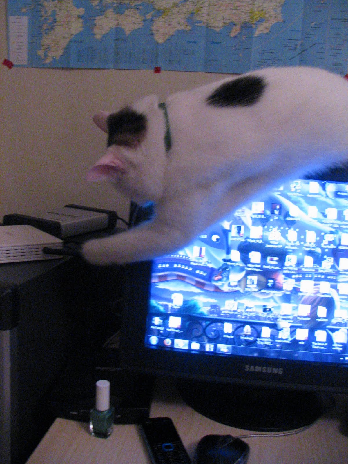 Kedi Süpürgesi Miyu ve Dünyası&hellip;