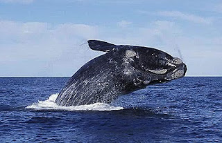 Baleia Franca – Avistagem na Península Valdés Patagônia