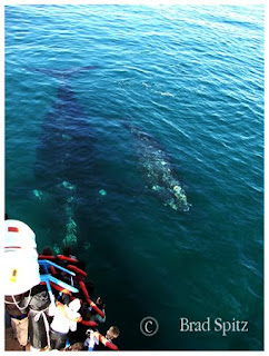 eco turismo en Península Valdés Patagonia Argentina en un avistaje de ballenas