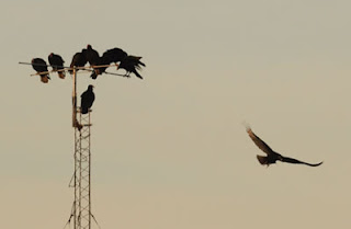 Jote, ave de Península Valdés que realiza avistajes de ballena desde la antena del municipio