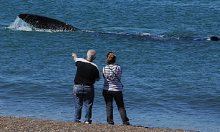 El Doradillo, Avistaje de ballenas, cada día es una experiencia inolvidable