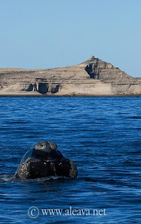 Punta Pirámides, presente en los Avistajes de Ballena de Península Valdés