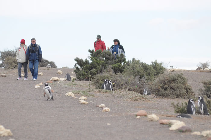 Punta Tombo - Un logro de la conservación de la Mano de una familia de Pioneros