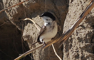 Golondrina Barranquera, Ave de Península Valdés