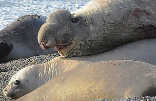 El Elefante Marino y su trompa