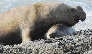 El Elefante Marino y su trompa
