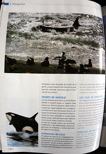 Peninsula Valdes Orcas Punta Norte - Temporada de Orcas - Difusión en Andes Lineas Aereas