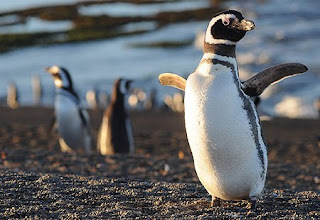 Pingüino en la playa