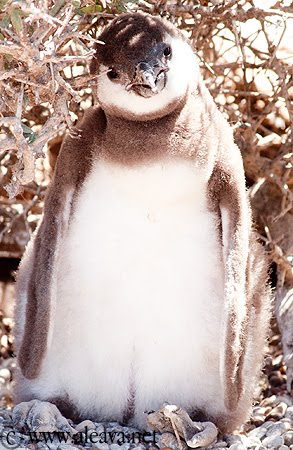 Pingüino de Magallanes en Península Valdés