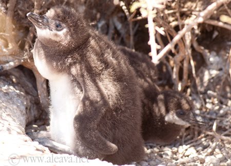 Los Pingüinos y su enorme tamaño a 45 días de nacidos