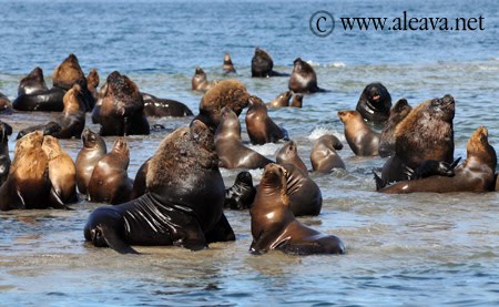 Lobos marinos en Punta Piramides Peninsula Valdés Punta Pirámides tierra de lobos marinos