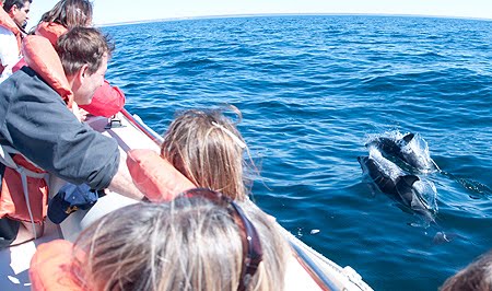 Avistaje de Delfines desde Puerto Madryn Avistaje de Delfines desde Madryn - Proyecto Iris