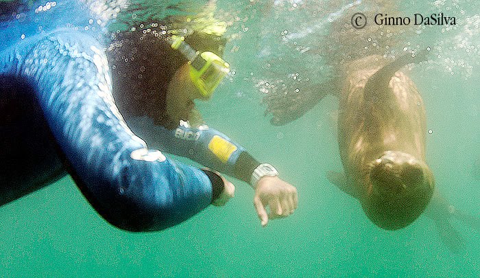 Snorkel y Buceo con Lobos desde Madryn - Aquatours Buceo Snorkel y Buceo con Lobos desde Madryn - Aquatours Buceo