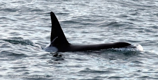 Temporada de Orcas ( killer whales) en Punta Norte Península  Valdés - Patagonia Argentina