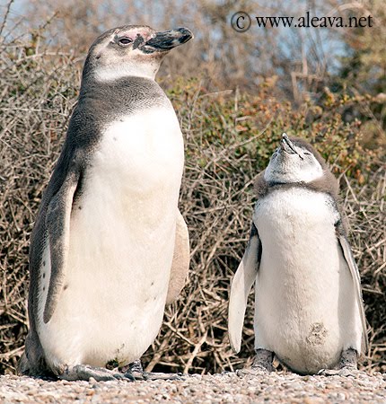Pingüinos de Magallanes en Península Valdés Pingüinos de Magallanes en Península Valdés