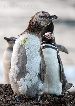 Pingüinos de Magallanes en Península Valdés Pingüinos de Magallanes muda de plumón
