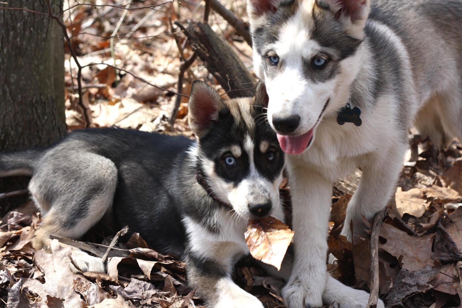 Husky Puppy Wont Eat Dry Food Husky Puppy Wont Eat Dry Food
