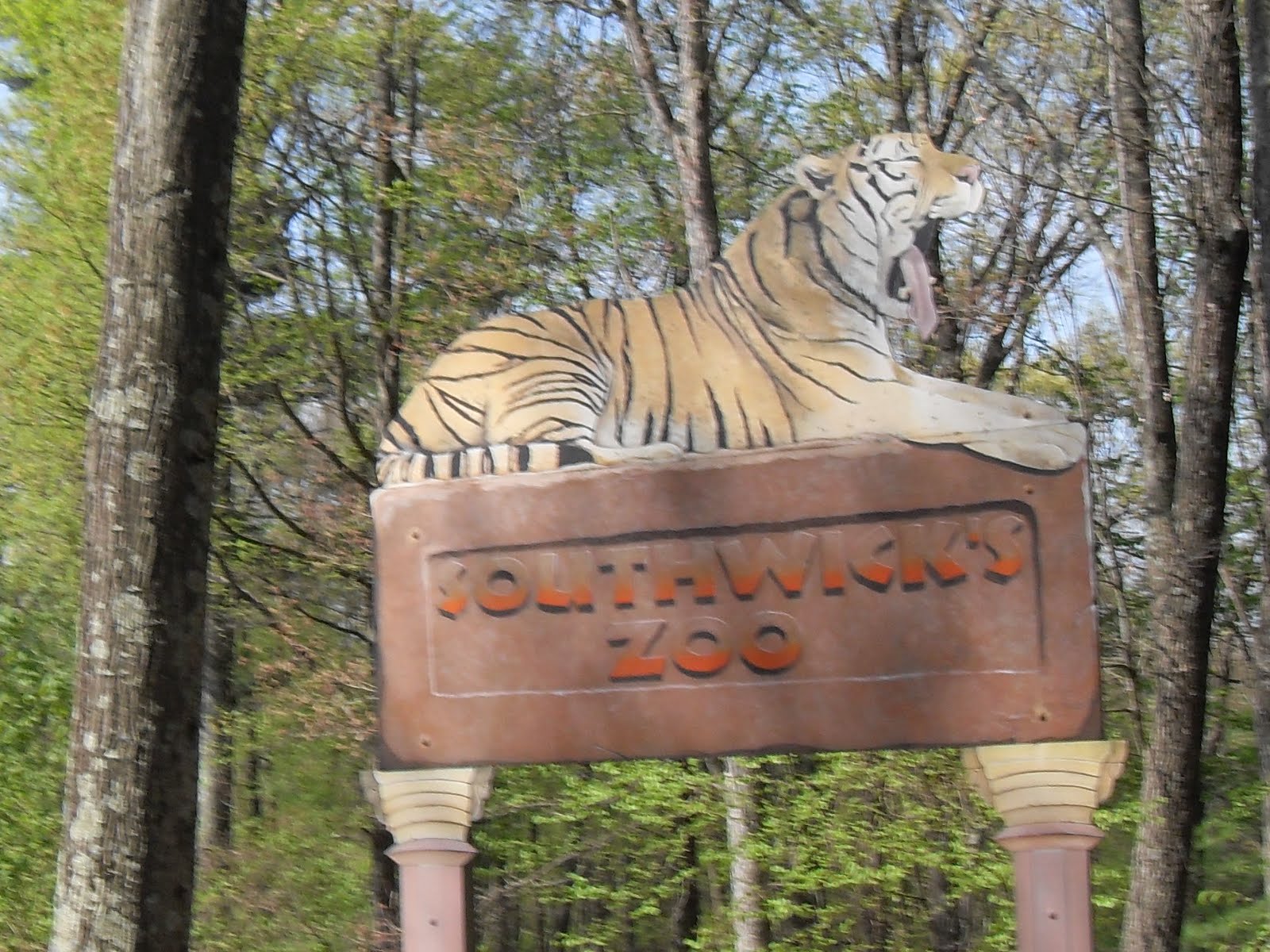 Ryan the lion Southwick Zoo