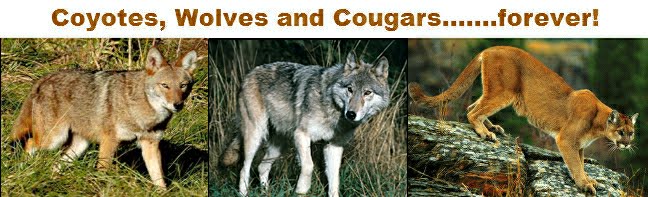 Wolves, Wolf Facts, Cougars, Cougar Facts, Coyotes, Coyote Facts - Wolves, Cougars, Coyotes Forever