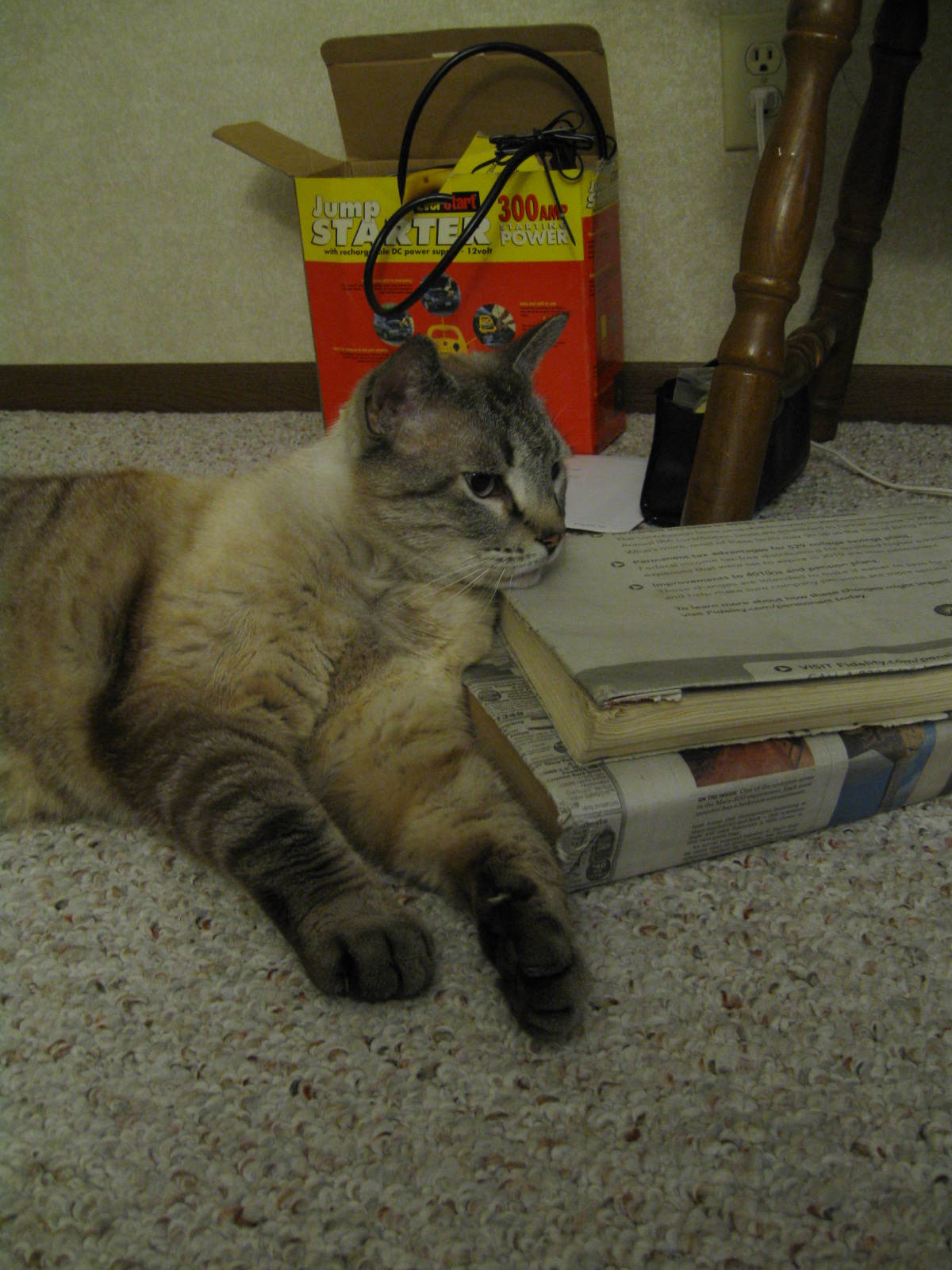 My Makeup Blog makeup, skin care and beyond Belly at Large Skinny Cat