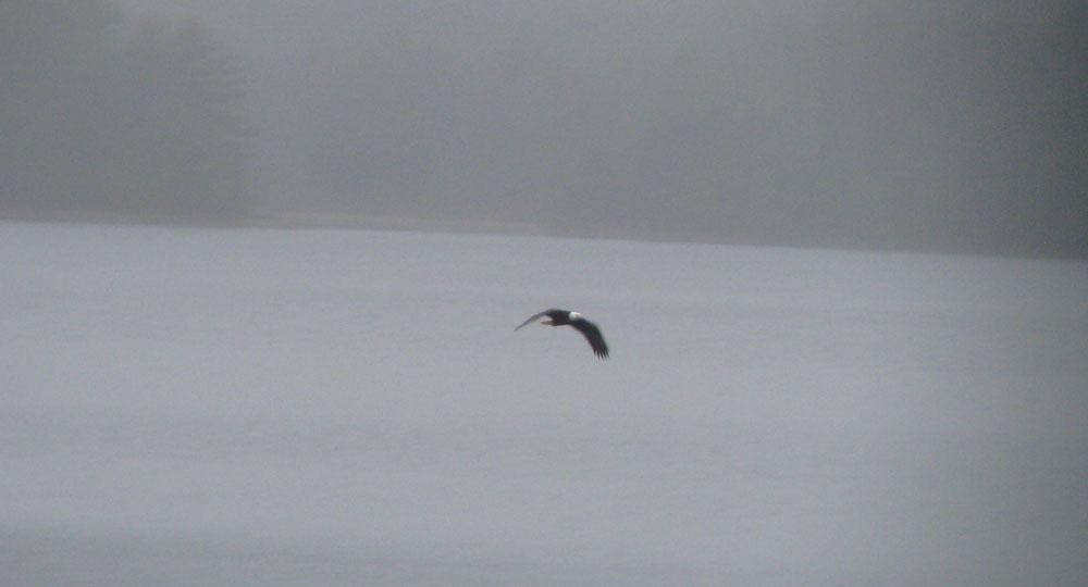 Pioneer Birding MA NE Quabbin Fox Sparrow 11/25