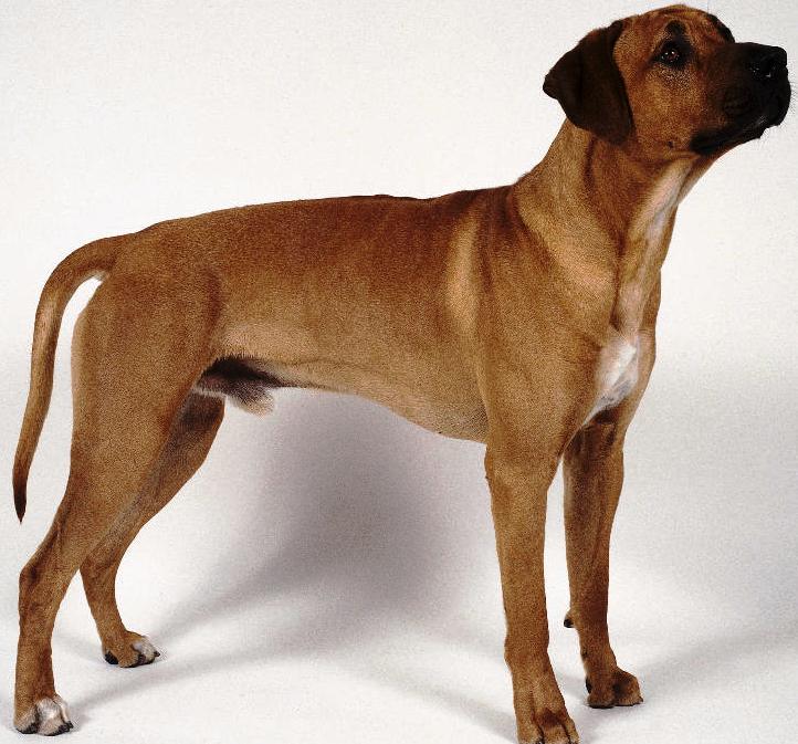 clip art rhodesian ridgeback dog - photo #49