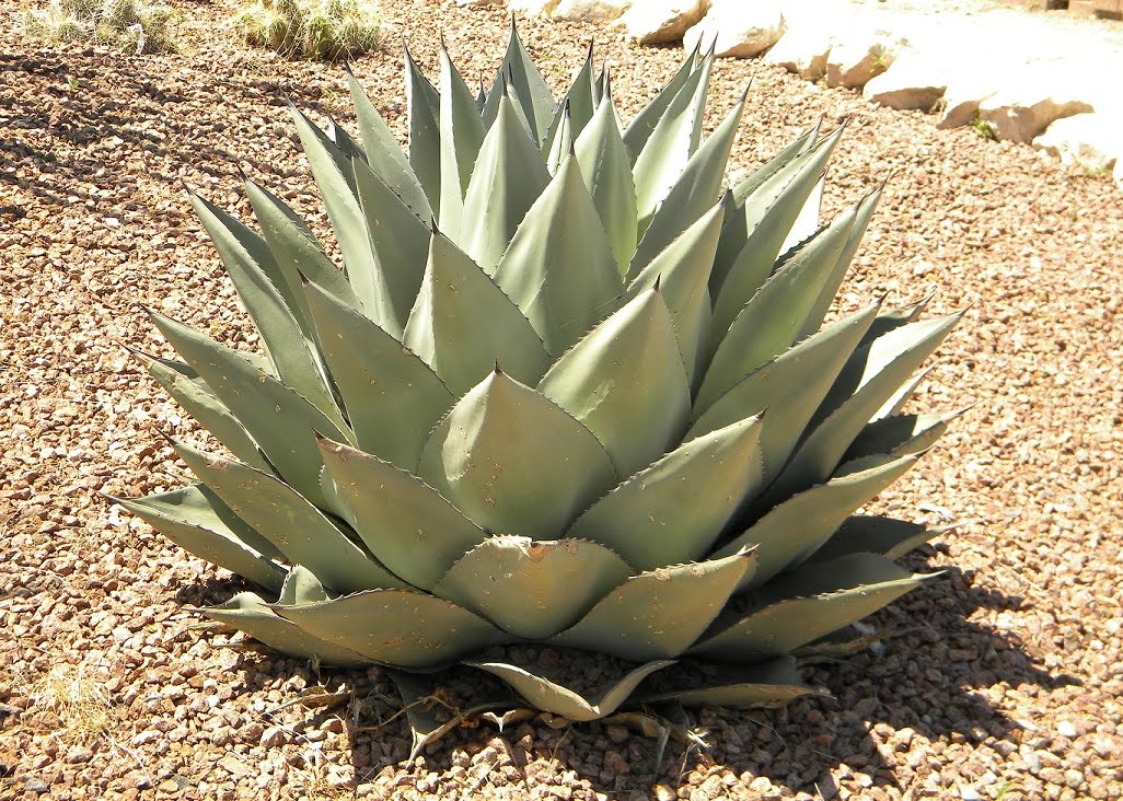 CollectIn Texas Gal A is for. A's in Arithmetic and Agave!
