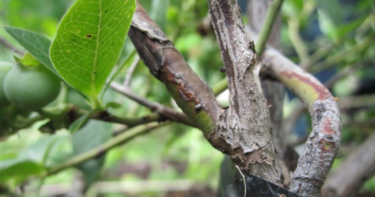 Can you fix broken plants with tape? yes you can! The Suburban Jungle