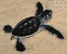 Baby Sea Turtle