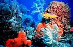 Caribbean Coral