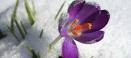 Crocus in Snow