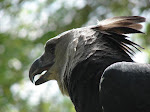Harpie Eagle