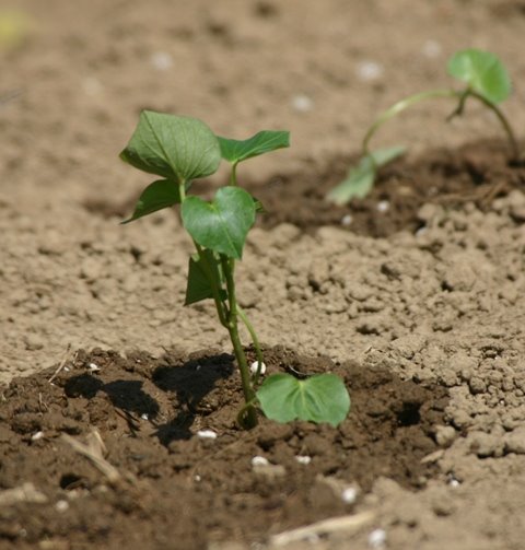 [sweet+potatoes.JPG]