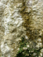 Photo - Detail/harbour wall/deposits.