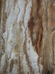 Photo - Detail/cactus trunk