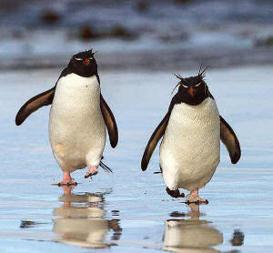 Rockhopper%2520penguins.jpg