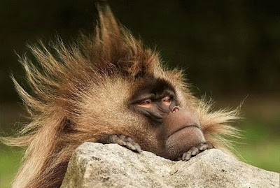 monkey-bad-hair-day.jpg