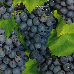 Wine Recipes: Concord Grape Universal Recipe