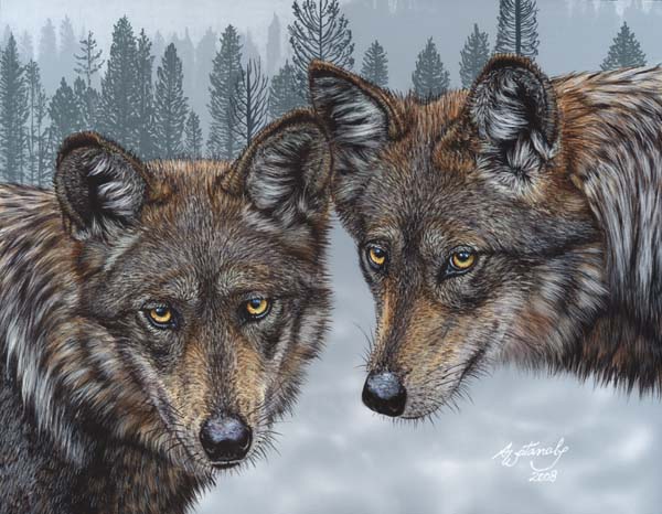 [Akiko11x14-Mexican-Gray-Wolves.jpg]