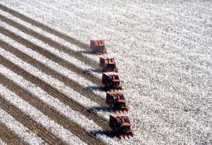 Red combines moving through a white field of cotton, leaving brown stripes behind