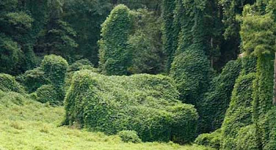 Kudzu covering a house completely