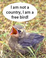 Cedar wax wing fledgling wiht thought balloon that says I am not a country, I am a free bird